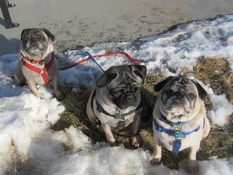 The pug pack