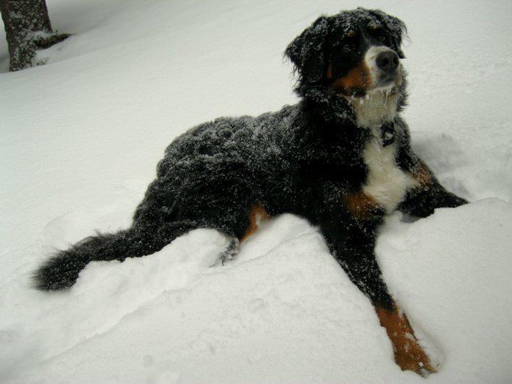 Backcountry ski days are good days for this dog.