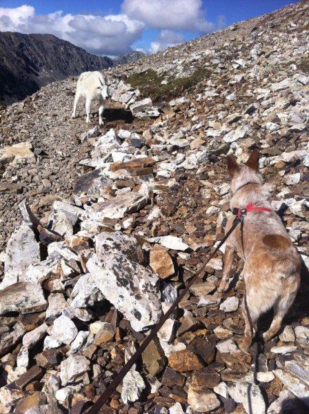 14er quandry.jpg