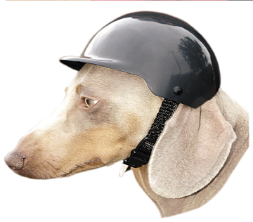 Dog helmet.jpg