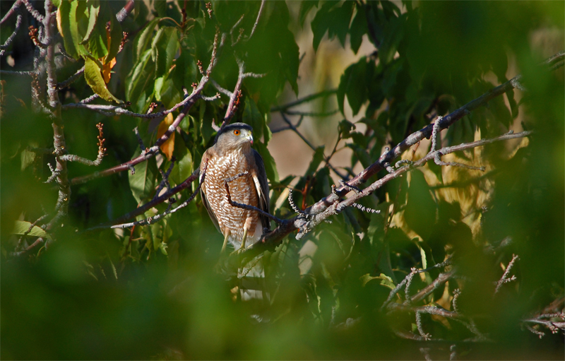 10-310 backyard Oct 24 2012.jpg