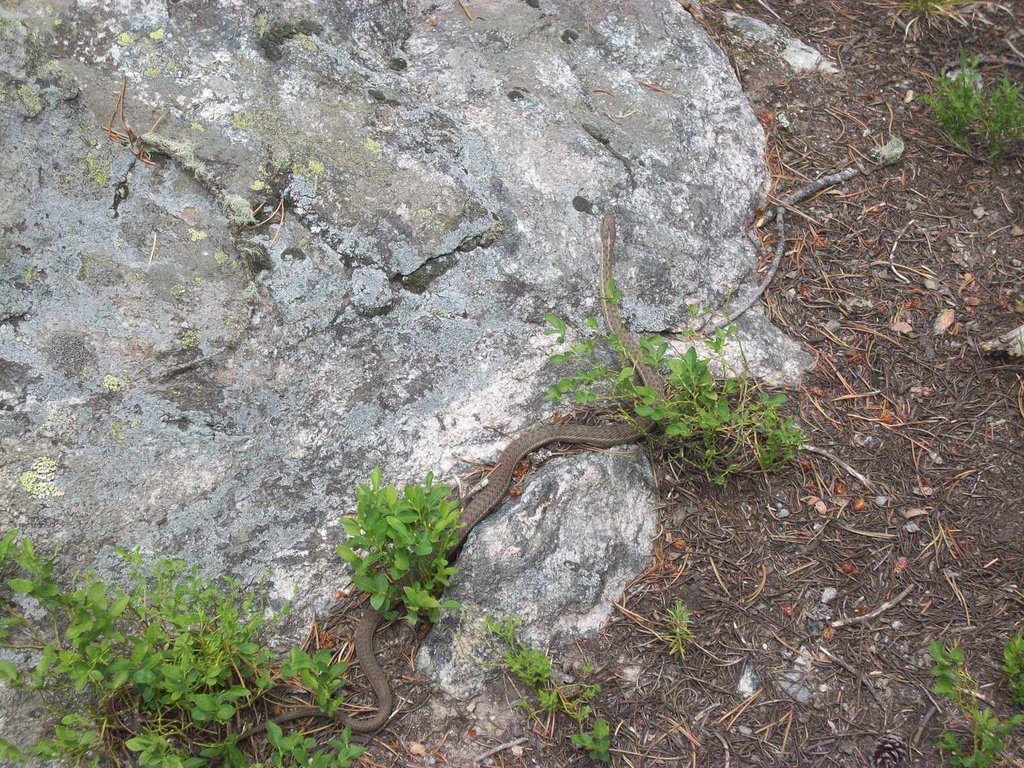 Green Mountain trail in the Grand Lake area