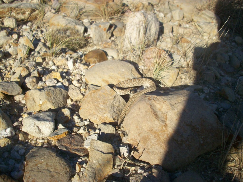 Prairie Rattlesnake, Round Butte