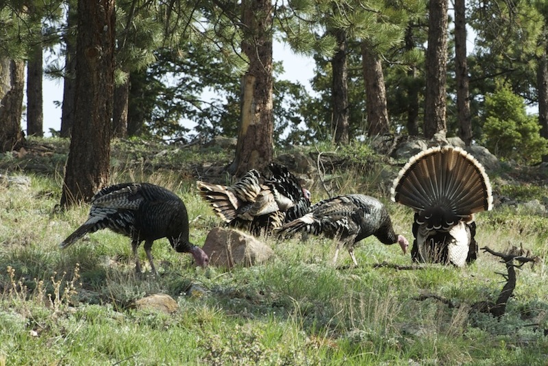 Wild Turkeys