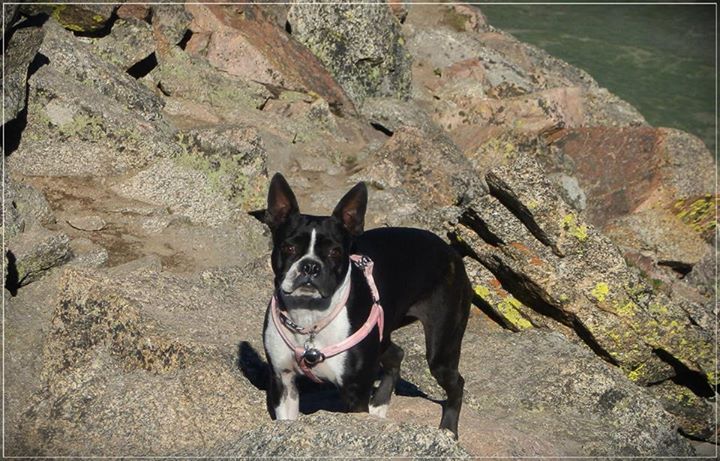 My dog's first 14ers on the summit of Mt Bierstadt on June 22, 2013 and she was little over a year old that time. She is Boston terrier and her name is Lilo.