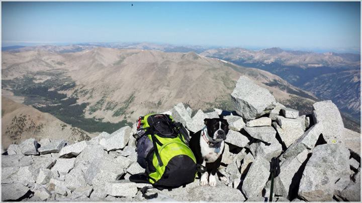 Lilo's second 14ers on the summit of Mt Antero on July 20th, 2013.