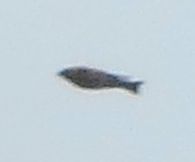 fishphoto.jpg