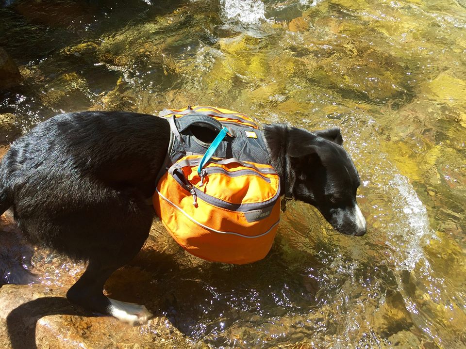 Quick-access pack leash.