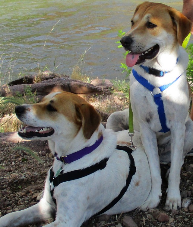 River dogs.JPG