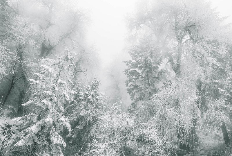 Snow - Fog - BD.jpg