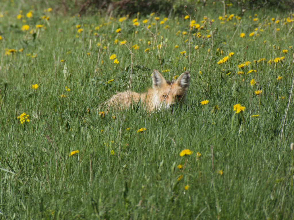 Hey there, foxy!