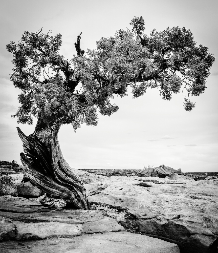 Desert Juniper