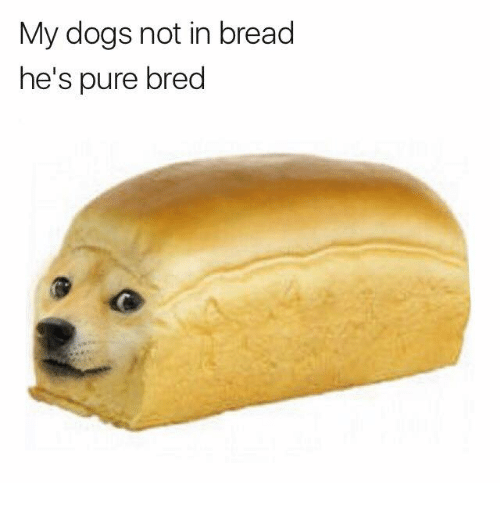 my-dogs-not-in-bread-hes-pure-bred-19490646.png