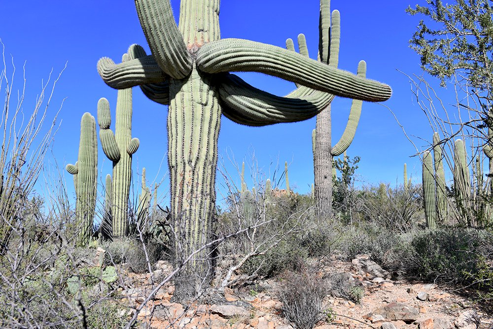 CACTUS_AZ2019xs.jpg