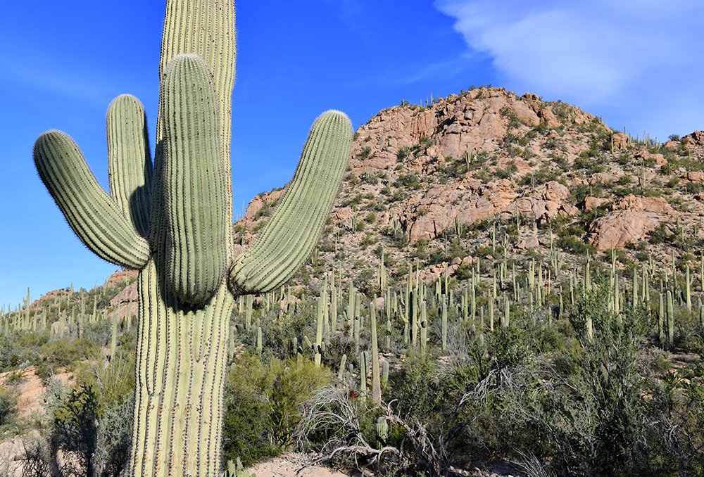 CACTUS_AZ20195xs.jpg