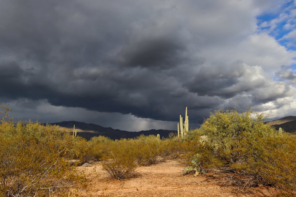 saguaro monarch.jpg