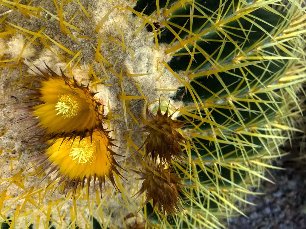 cactus flower.jpg