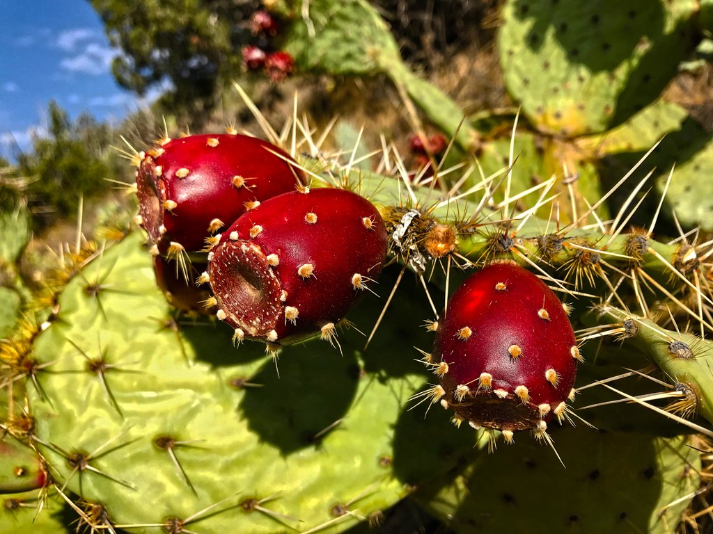 Prickly Pear.jpg