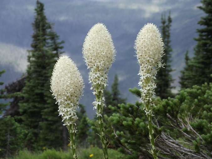 Bear Grass.jpg