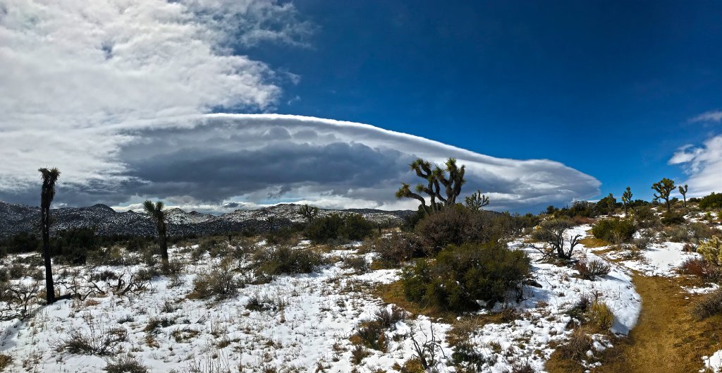 Joshua Tree snow small.jpg