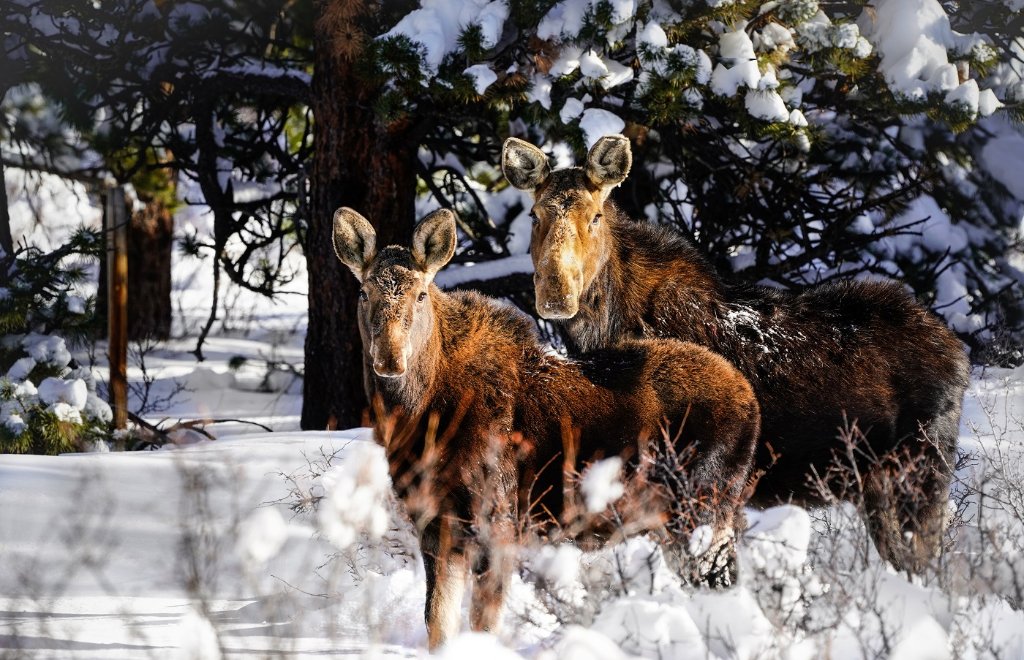 Mom & Calf - Moose BD.jpg