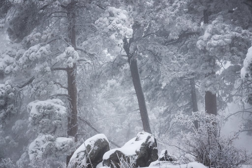 POTN Snowy Trees-6997-1.JPG