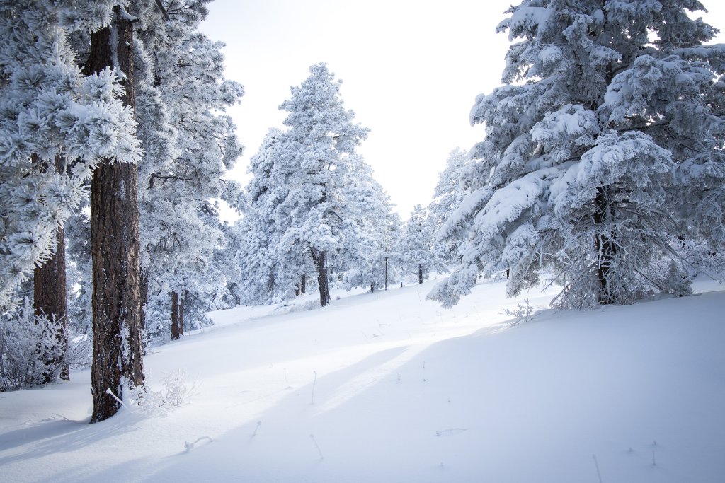 Flickr Snowy Trees 2-7194DNG.jpg