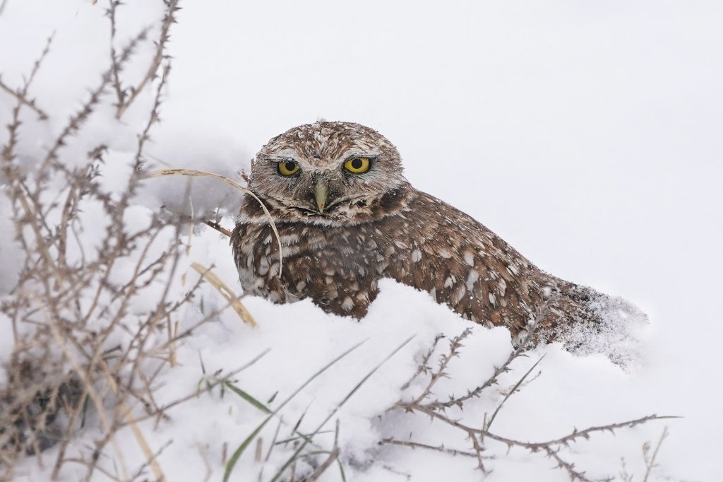 Spring Snow - Burrowing Owl.jpg