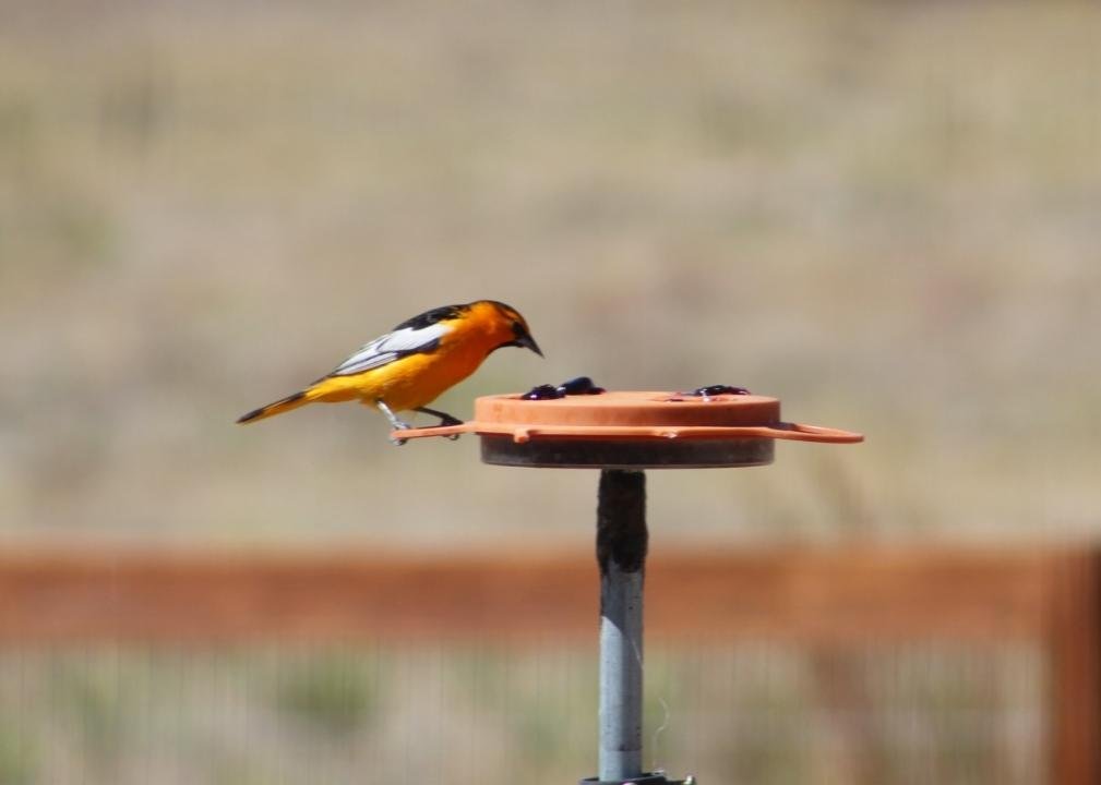 Bullock's oriole.jpg