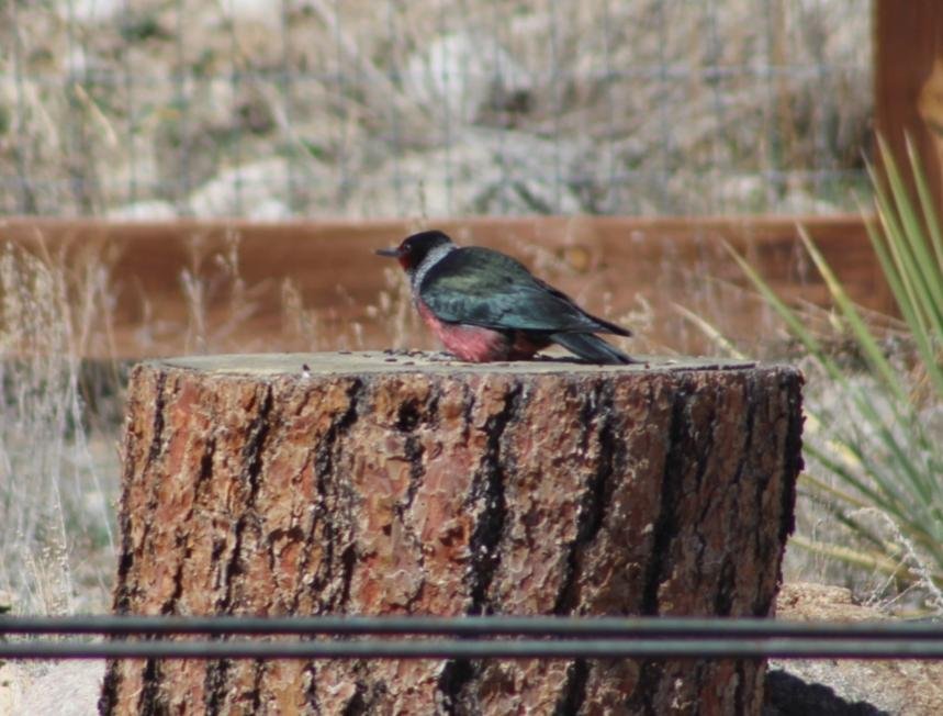 Lewis's Woodpecker.jpg