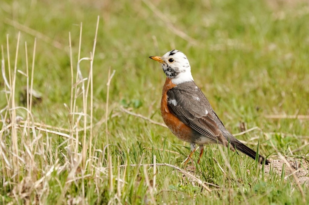 Leucistic Robin BD.jpg