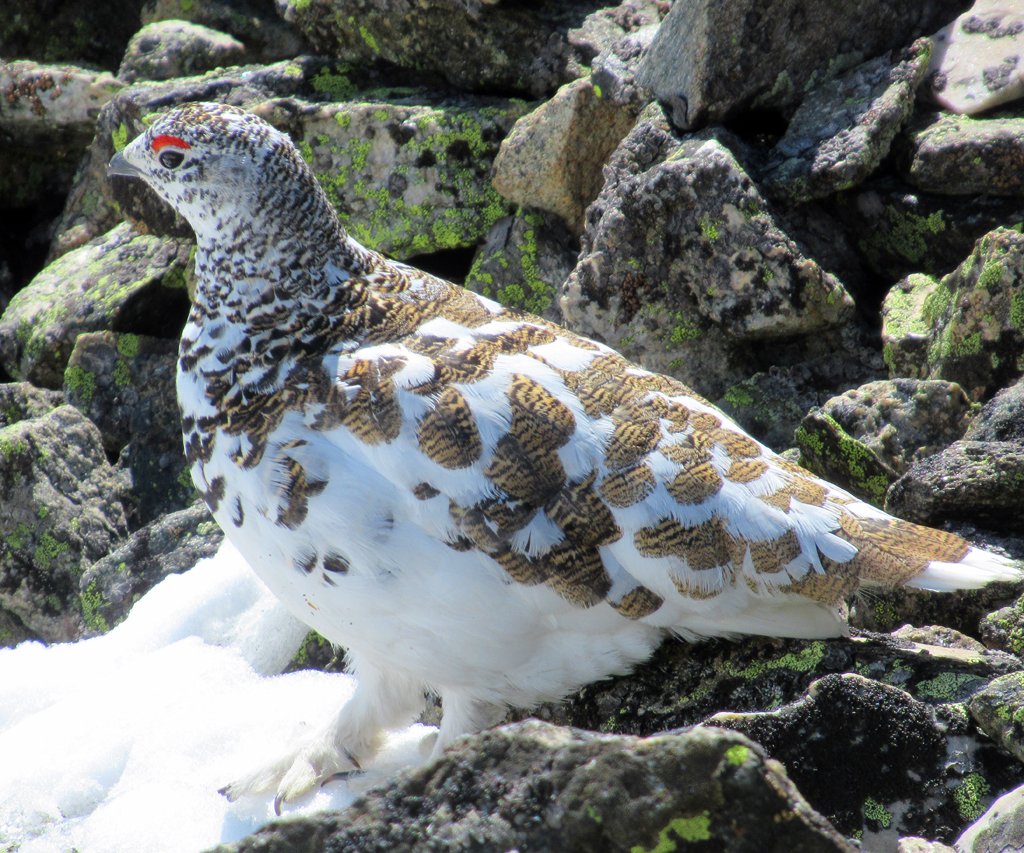 ptarmigan.jpg