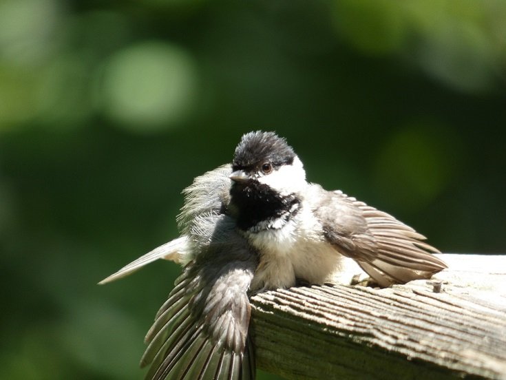 Carolina Chickadee sunning