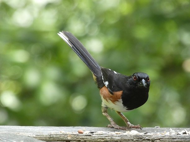 Eastern Towhee