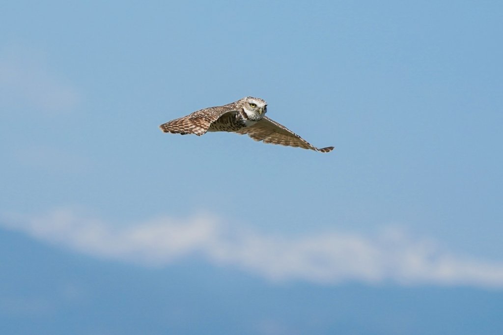 Burrowing Owl BD.jpg