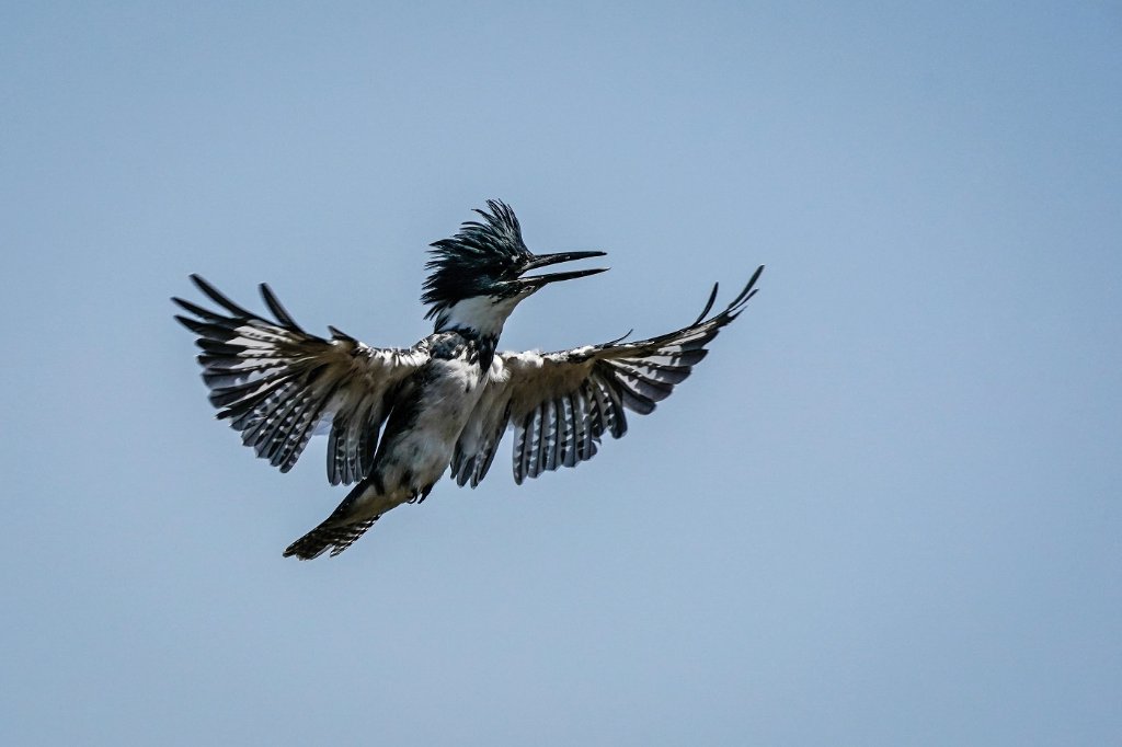 Angry Bird - Belted Kingfisher.jpg
