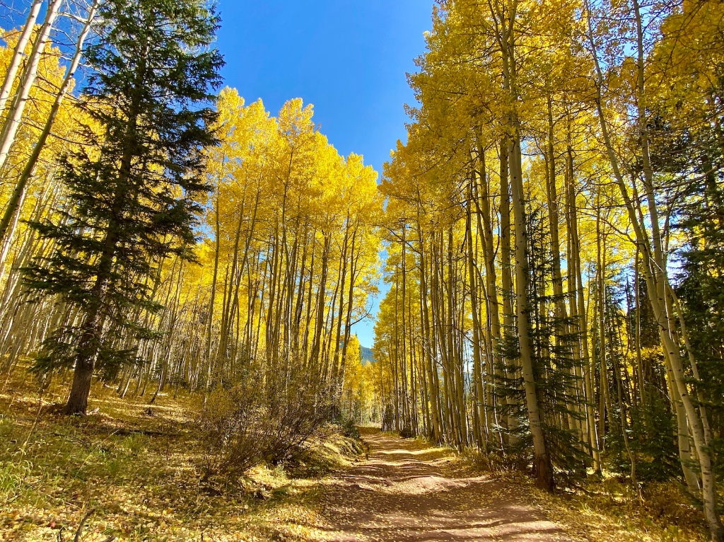 pearl_pass_road_aspens.jpg