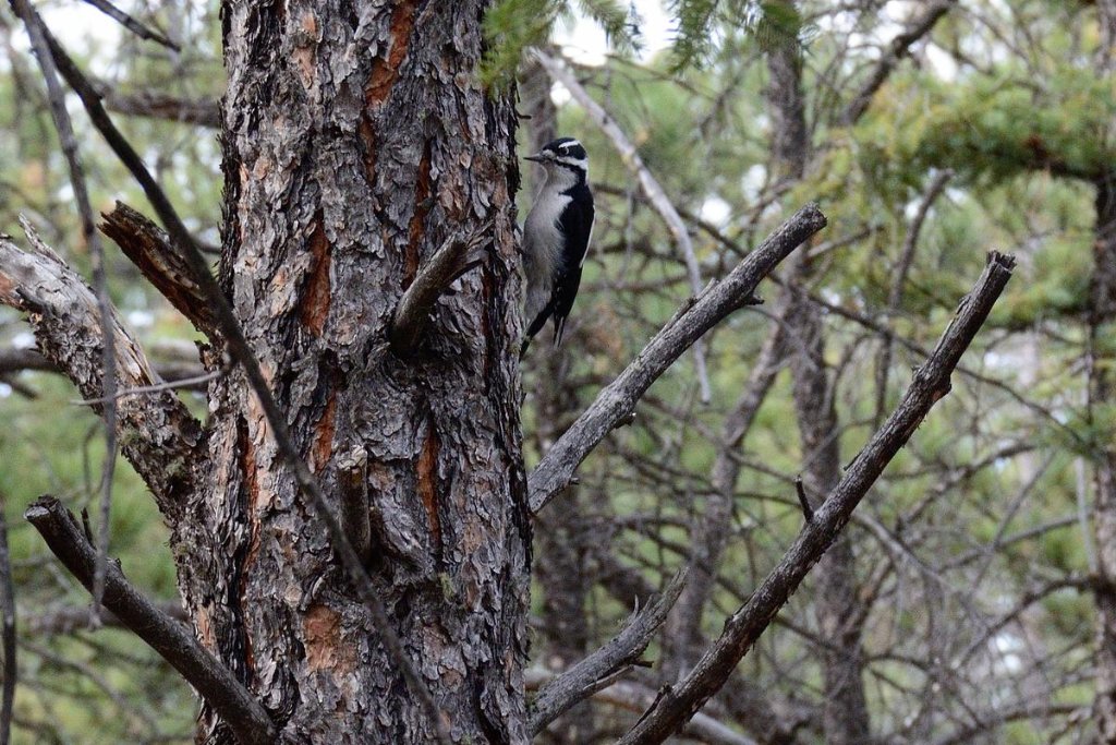 025 hairy woodpecker.JPG