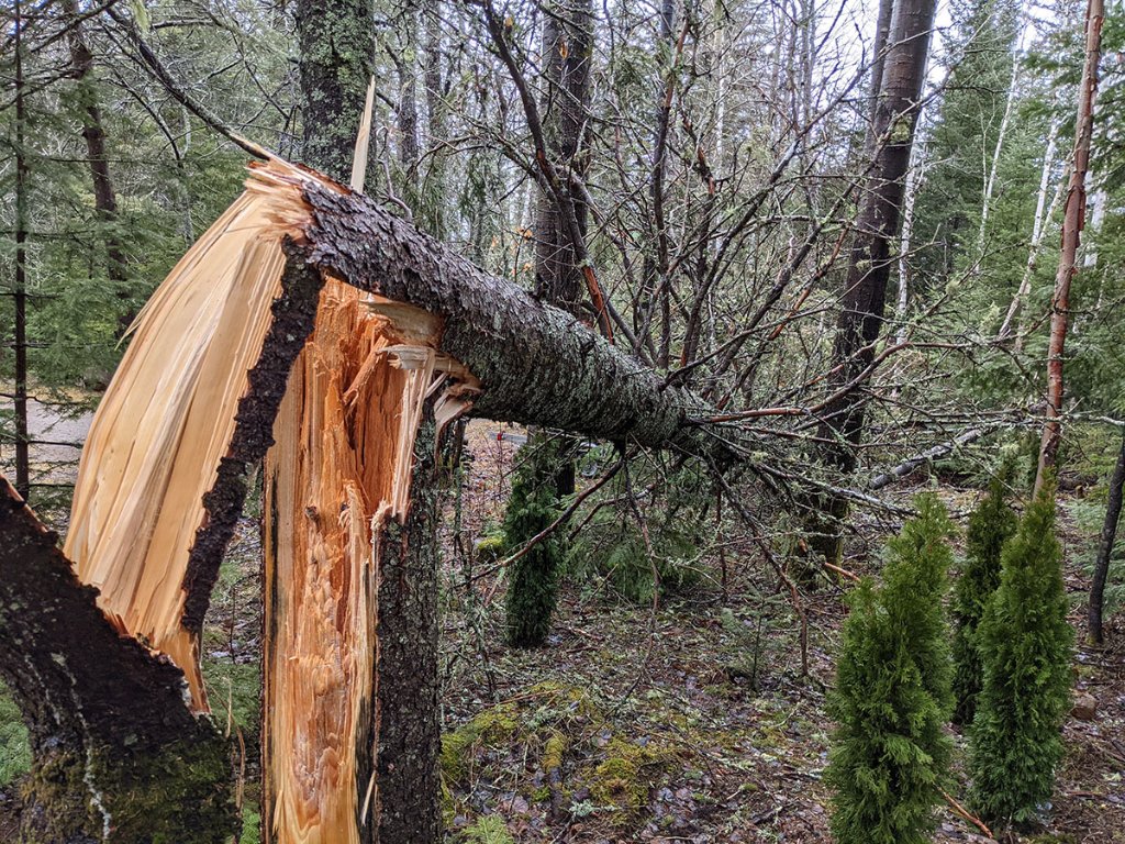 treedown 3.jpg