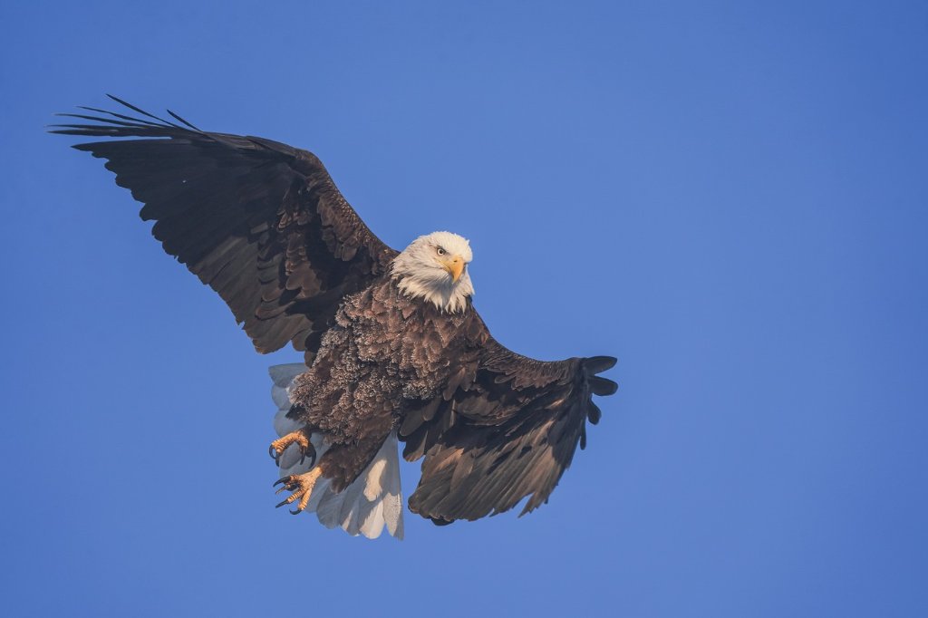 Frosty Bald Eagle BD.jpg