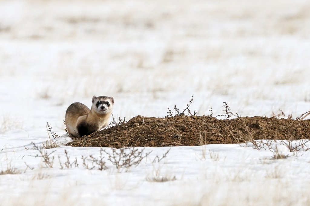 Black-footed Ferret BD.jpg