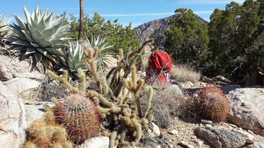 anzaborrego.jpg