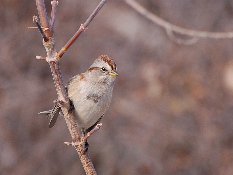 American Tree Sparrow- common winter visitor