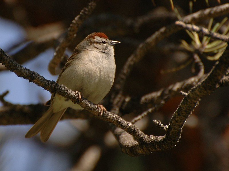 Chipping Sparrow- common summer visitor