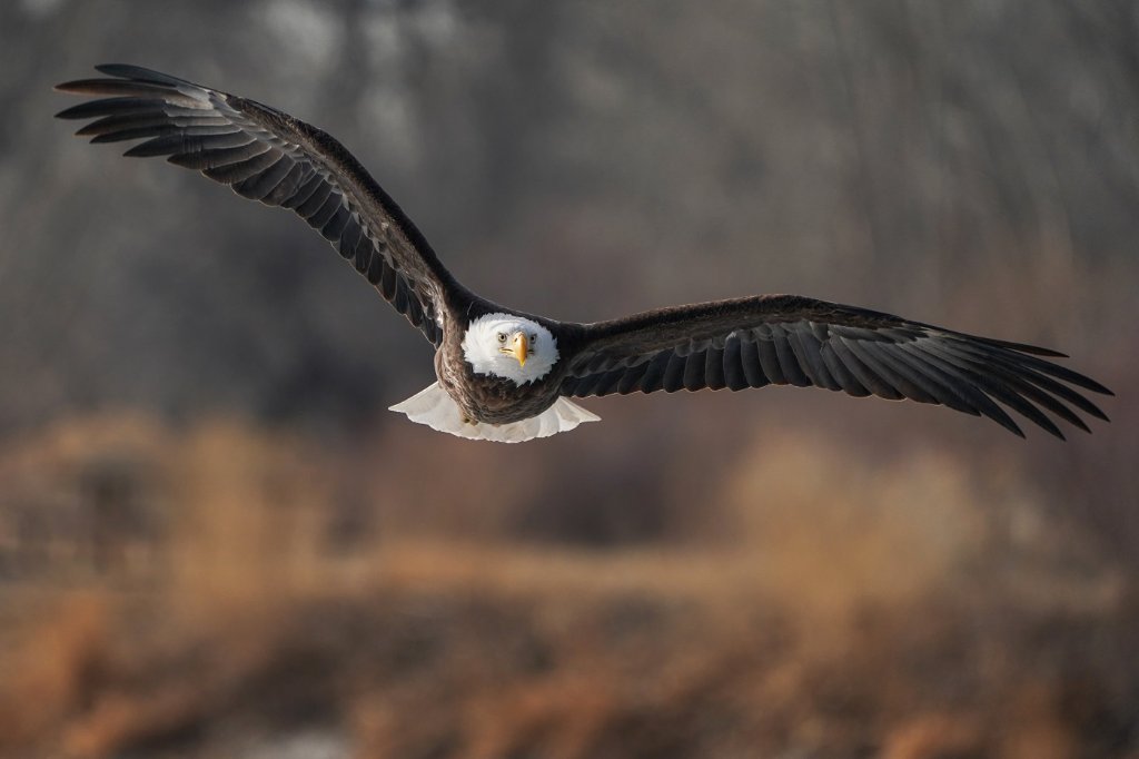 American Bald Eagle BD.jpg