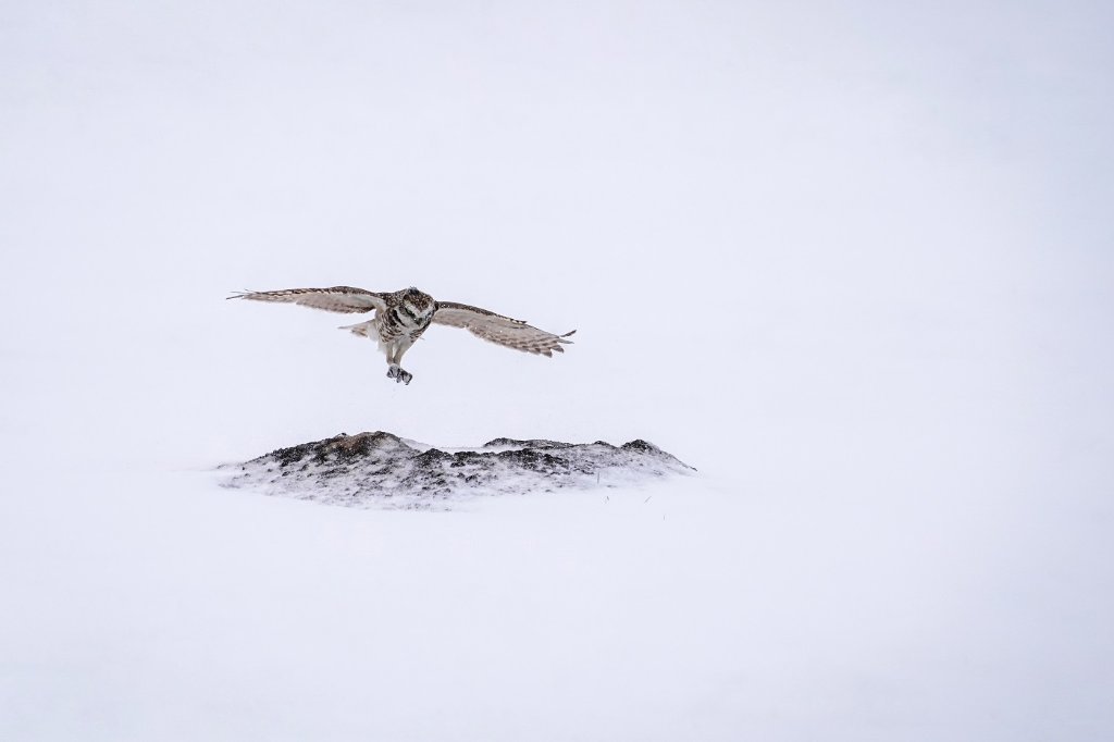 Burrowing Owl BD.jpg