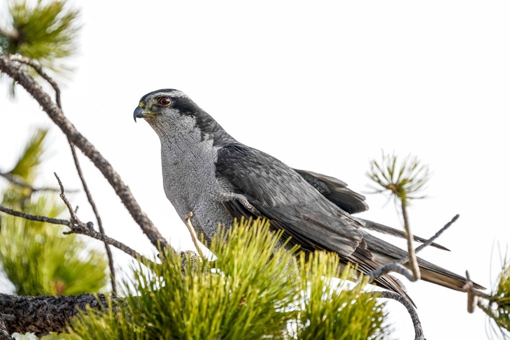 Northern Goshawk - Male BD.jpg