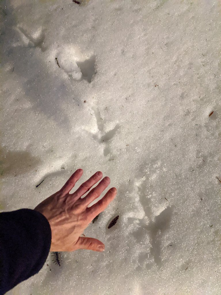 snowprint.jpg