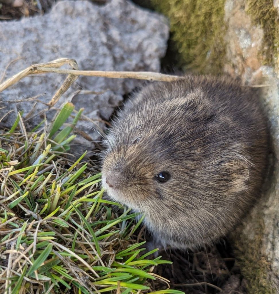 Alpine Vole