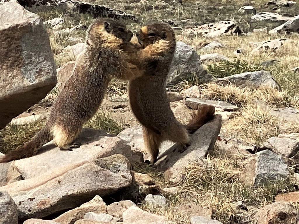marmots.jpg